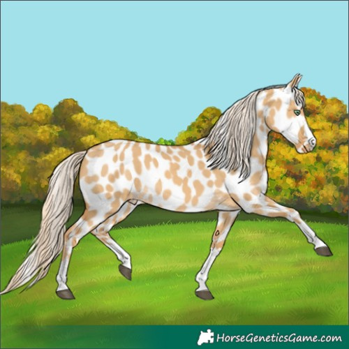 Horse Color:Palomino Dun Leopard