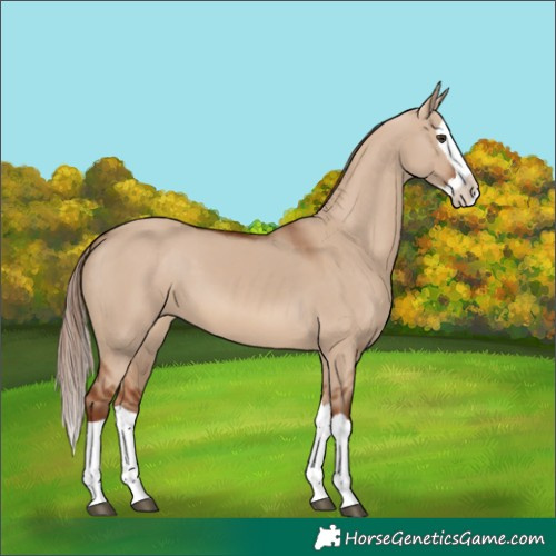 Horse Color:Red Dun Splash 