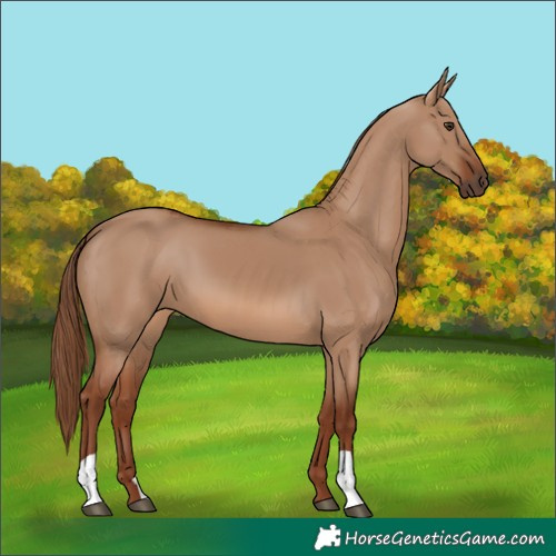 Horse Color:Red Dun