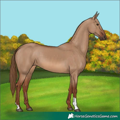 Horse Color:Red Dun