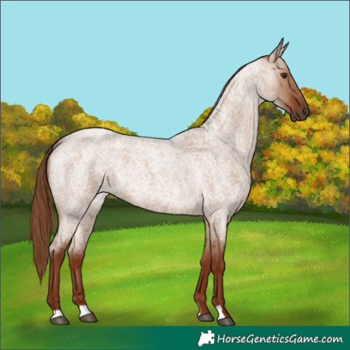 Horse Color:Red Dun Roan 