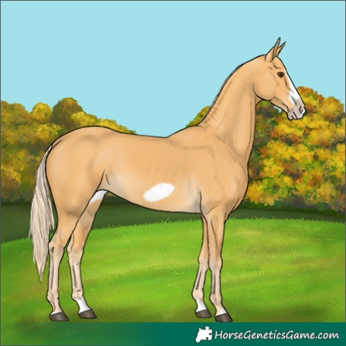 Horse Color:Palomino Splash Frame