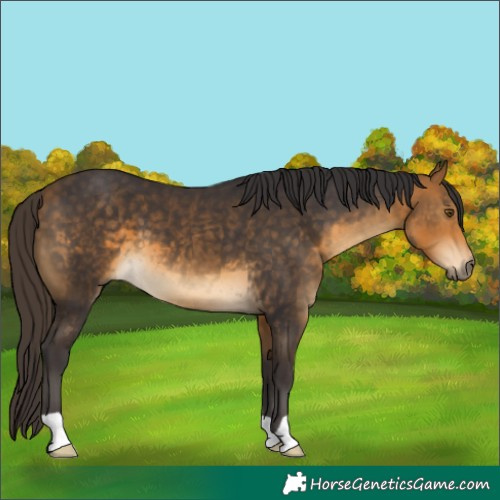Horse Color:Buckskin