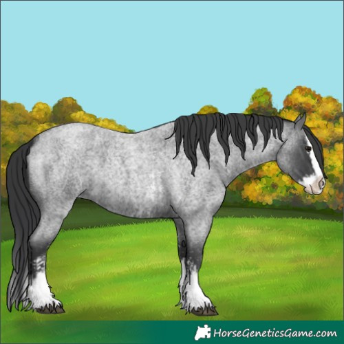 Horse Color:Blue Roan Sabino Splash  and Blue Roan Sabino Splash 