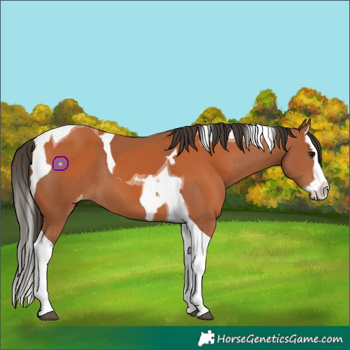 Horse Color:Bay Splash Tobiano Varnish  and Bay Splash Tobiano Varnish 