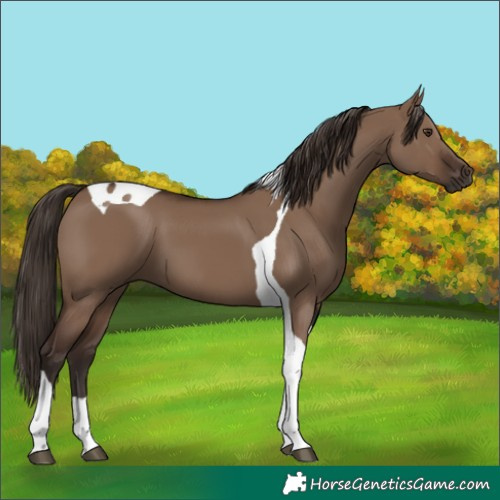 Horse Color:Liver Red Dun Tobiano 