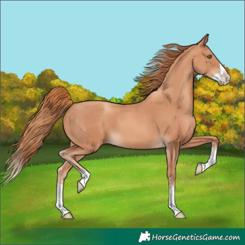 Horse Color:Gold Champagne Splash 