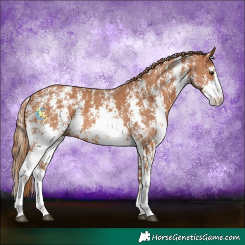 Horse Color:Chestnut Sabino 