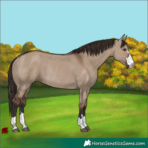 Horse Color:Liver Red Dun Rabicano