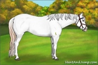 Horse Color:Red Dun Roan Appaloosa 