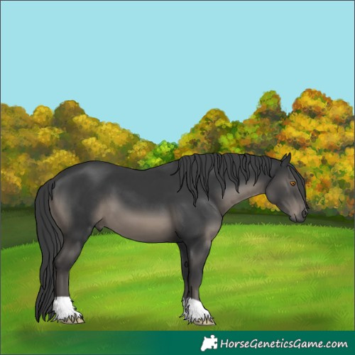 Horse Color:Black 