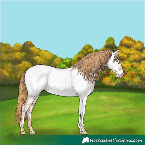 Horse Color:Gold Champagne Near Fewspot 