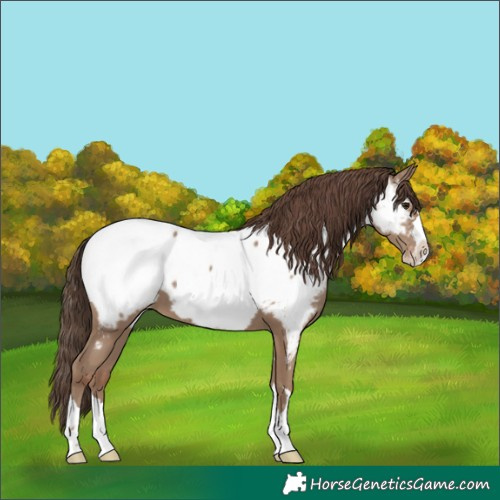 Horse Color:Classic Champagne Splash Near Fewspot