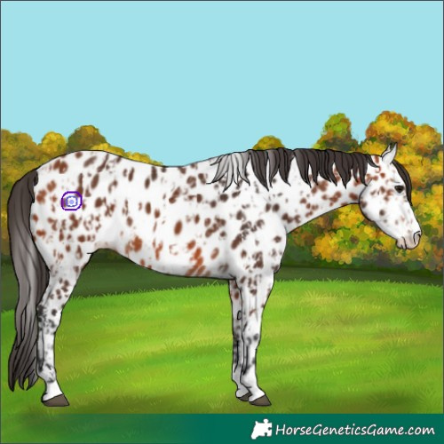 Horse Color:Bay Near Leopard  and Bay Near Leopard 