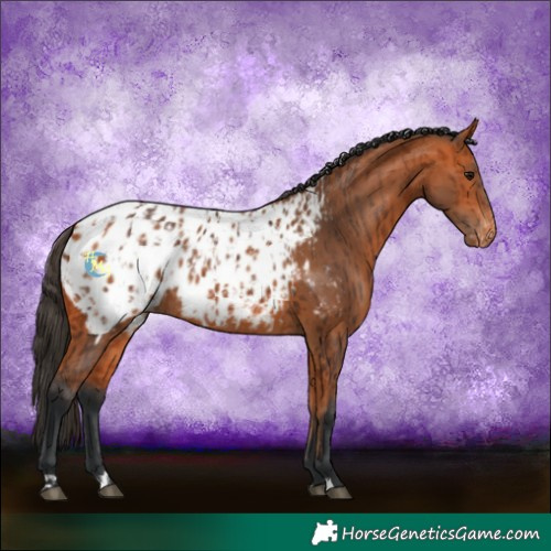 Horse Color:Bay Blanket and Bay Blanket