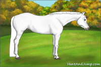 Horse Color:Gray Bay Dun Appaloosa Rabicano 