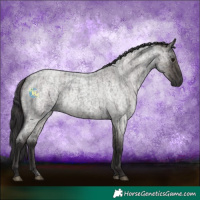 Horse Color:Smoky Blue Roan and Smoky Grullo Roan