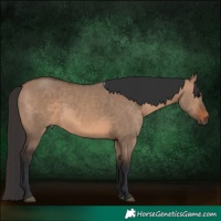 Horse Color:Brown Dun  and Brown Dun 