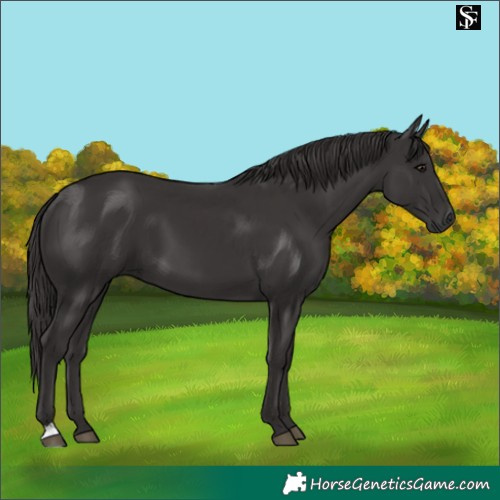 Horse Color:Smoky Black and Smoky Black