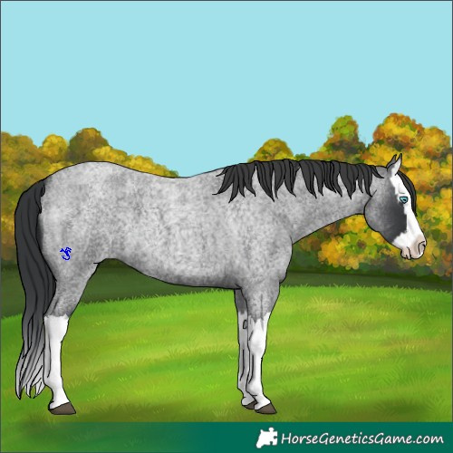 Horse Color:Blue Roan Splash 