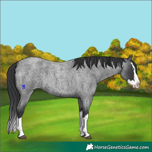 Horse Color:Blue Roan Splash