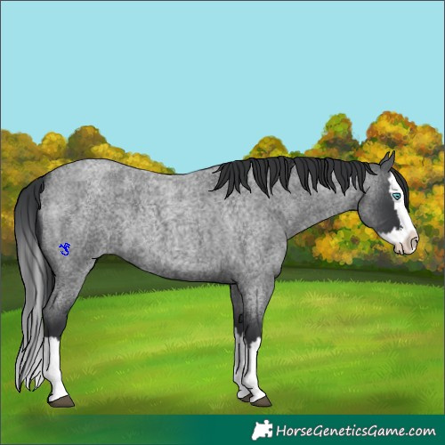 Horse Color:Blue Roan Splash