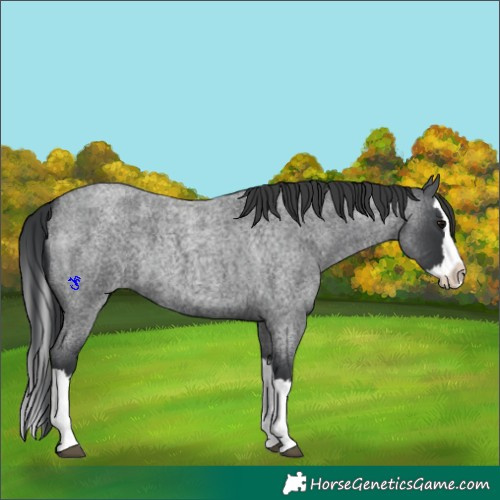 Horse Color:Blue Roan Splash 