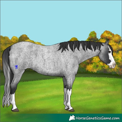 Horse Color:Blue Roan Splash 