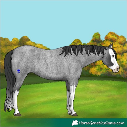 Horse Color:Blue Roan Splash