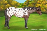 Horse Color:Bay Roan Appaloosa Rabicano 