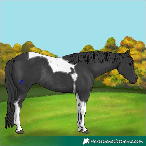 Horse Color:Black Tobiano Rabicano 