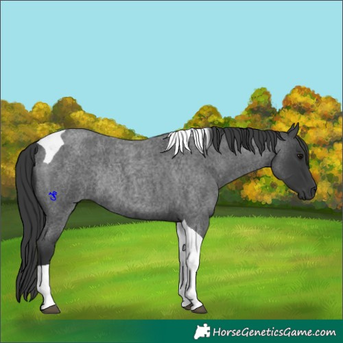 Horse Color:Blue Roan Tobiano Rabicano