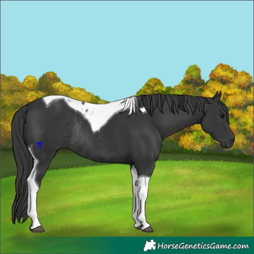 Horse Color:Black Tobiano Rabicano