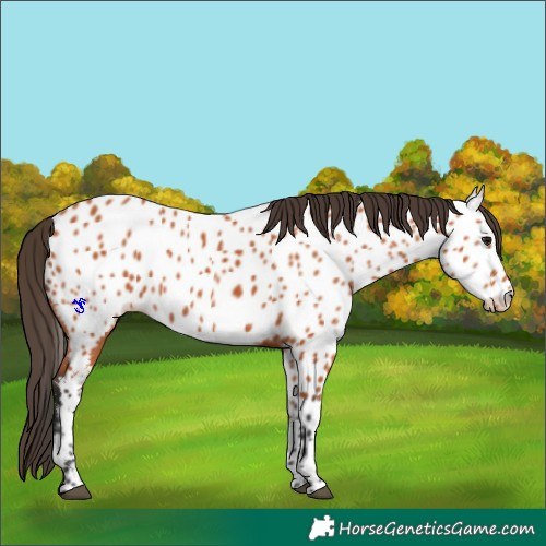 Horse Color:Bay Near Leopard