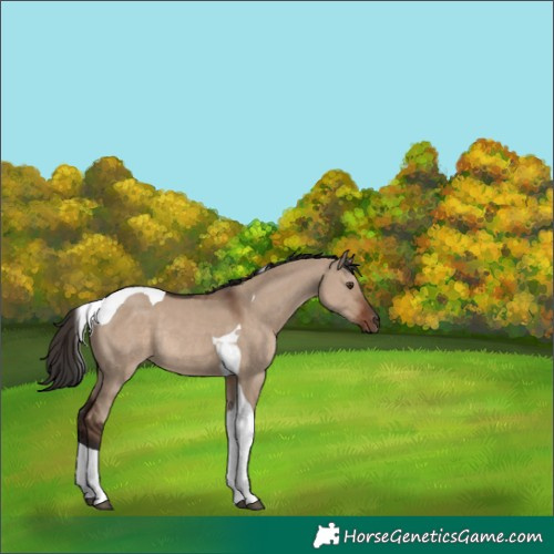 Horse Color:Liver Red Dun Tobiano Rabicano
