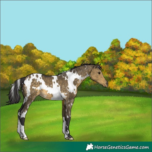 Horse Color:White Spotted Buckskin Dun