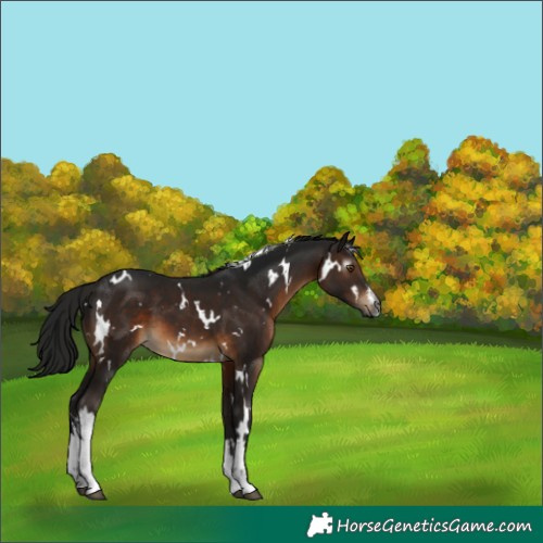 Horse Color:Gray White Spotted Brown