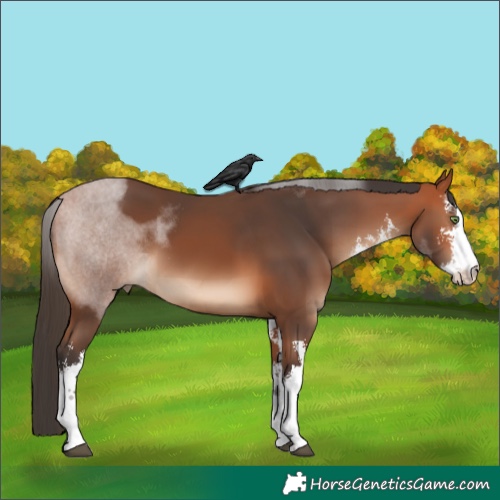 Horse Color:White Spotted Bay