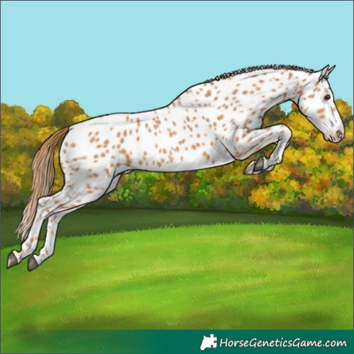 Horse Color:Chestnut Leopard