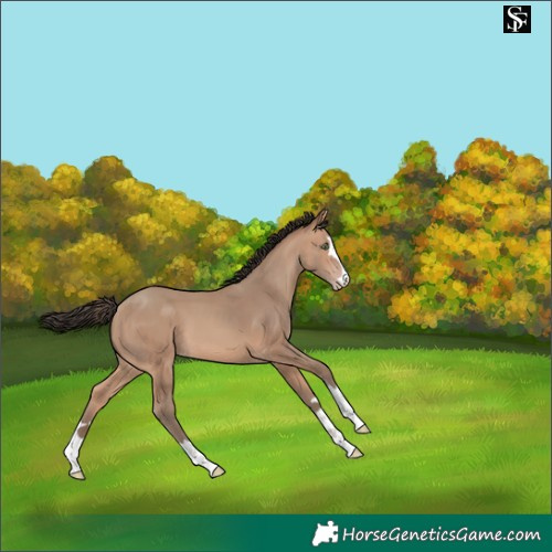 Horse Color:Amber Champagne