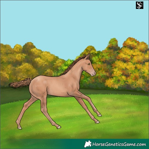 Horse Color:Gold Champagne 