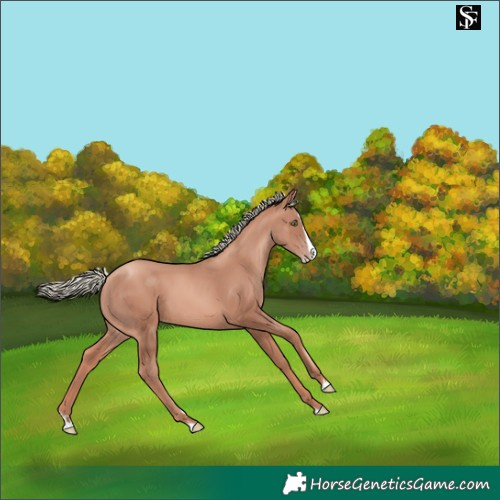Horse Color:Gold Champagne Mushroom Splash