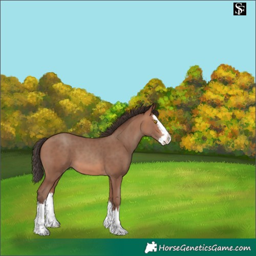 Horse Color:Sable Champagne Splash