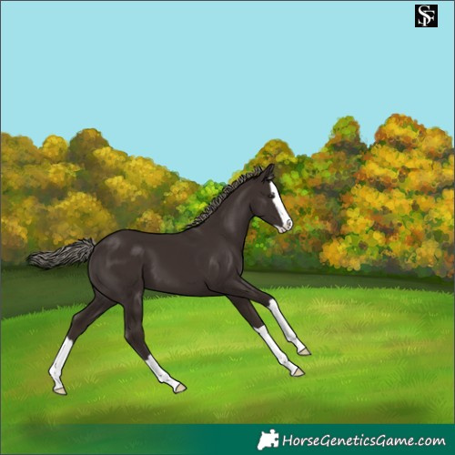 Horse Color:Liver Chestnut Mushroom Splash 