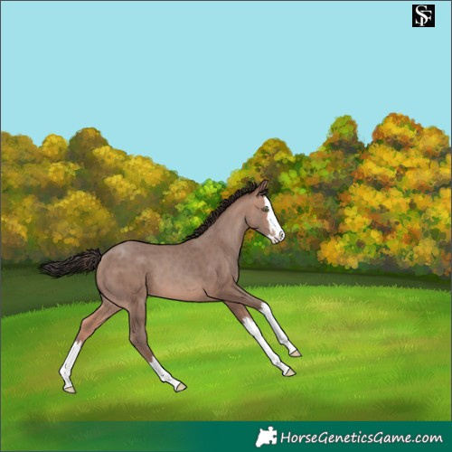 Horse Color:Sable Champagne Mushroom Splash 
