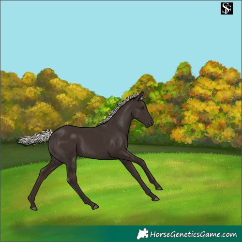 Horse Color:Liver Chestnut Mushroom 