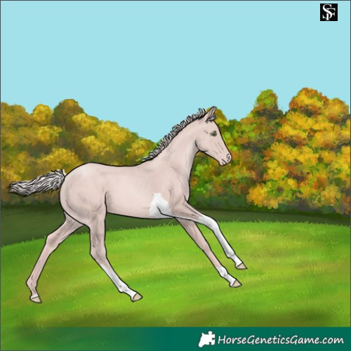 Horse Color:Platinum Gold Champagne Tobiano Skewed LP Spotted 