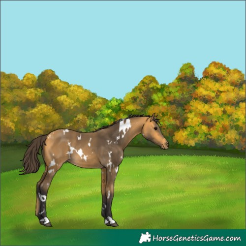 Horse Color:White Spotted Buckskin 