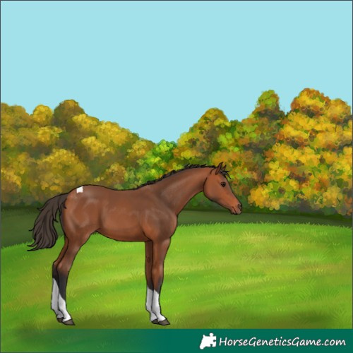 Horse Color:Bay Tobiano