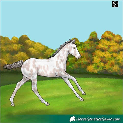Horse Color:Platinum Gold Champagne Tobiano Skewed LP Spotted